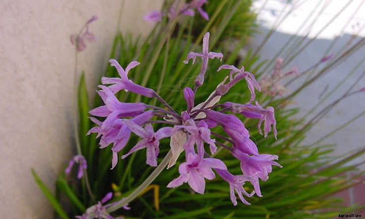 Society Garlic: Not Really Garlic, But Great