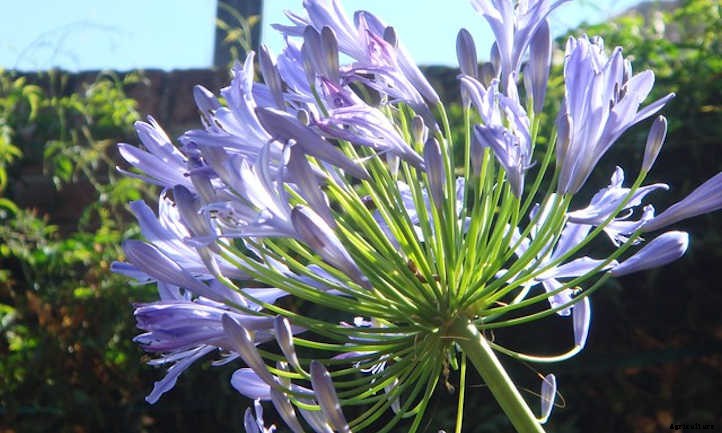 Society Garlic: Not Really Garlic, But Great