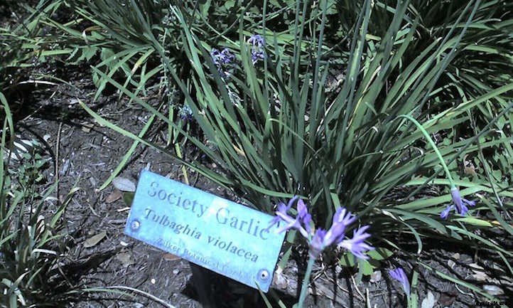 Society Garlic: Not Really Garlic, But Great