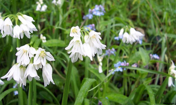 Society Garlic: Not Really Garlic, But Great