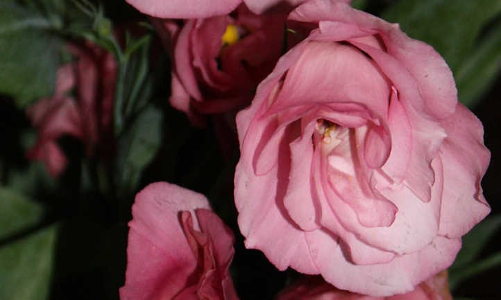 Lisianthus: Like A Rose, But Different