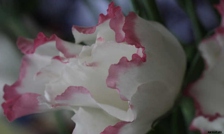Lisianthus: Like A Rose, But Different