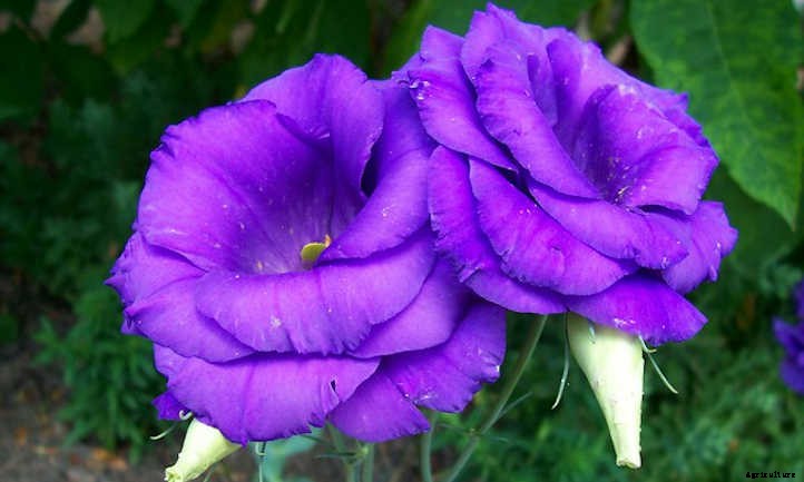 Lisianthus: Like A Rose, But Different