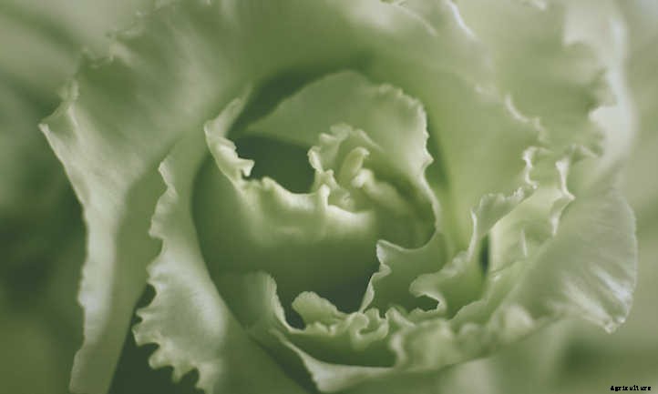 Lisianthus: Like A Rose, But Different