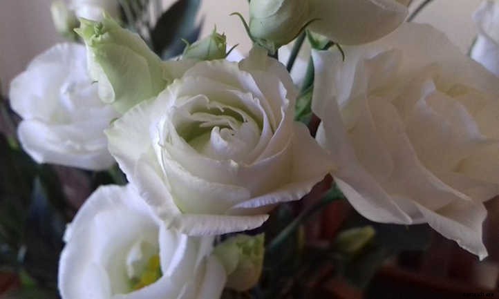 Lisianthus: Like A Rose, But Different