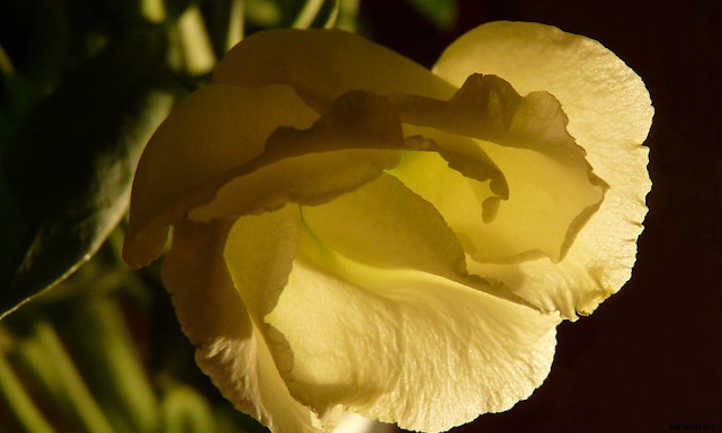 Lisianthus: Like A Rose, But Different
