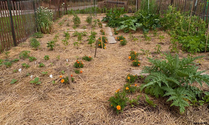 Straw Mulch: Protecting Your Veggies