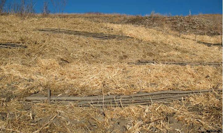 Straw Mulch: Protecting Your Veggies