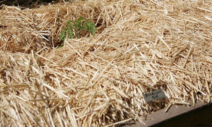 Straw Mulch: Protecting Your Veggies