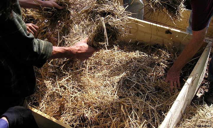 Straw Mulch: Protecting Your Veggies