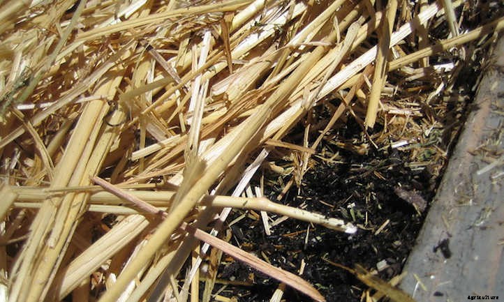 Straw Mulch: Protecting Your Veggies