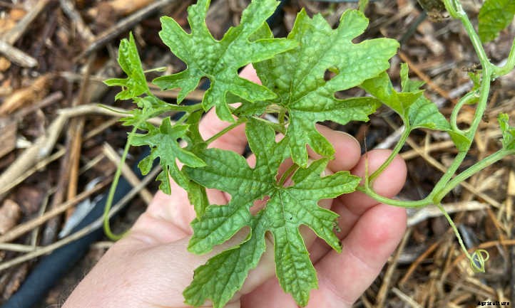 Balsam Pear or Bitter Melon: Crazy Food Vine