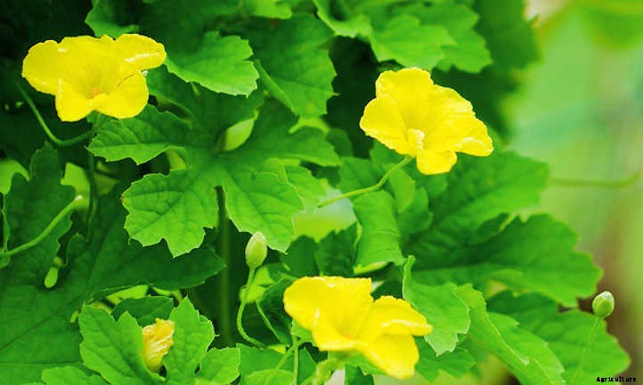 Balsam Pear or Bitter Melon: Crazy Food Vine