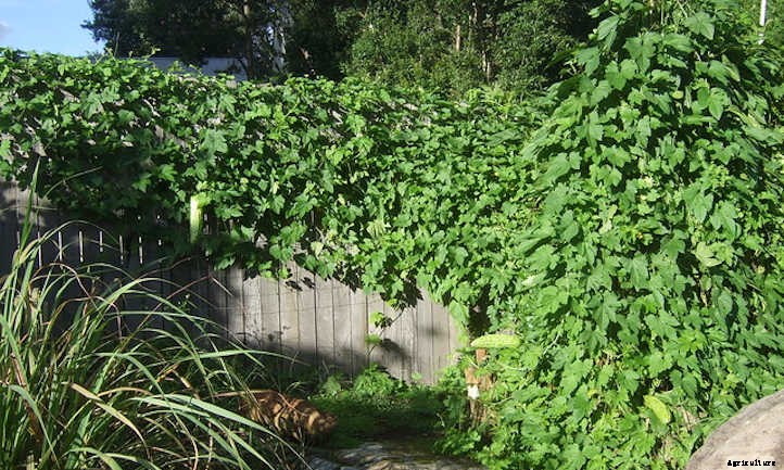 Balsam Pear or Bitter Melon: Crazy Food Vine