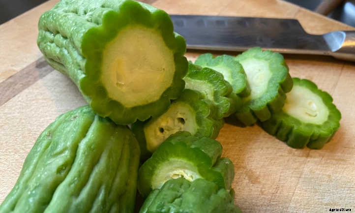 Balsam Pear or Bitter Melon: Crazy Food Vine