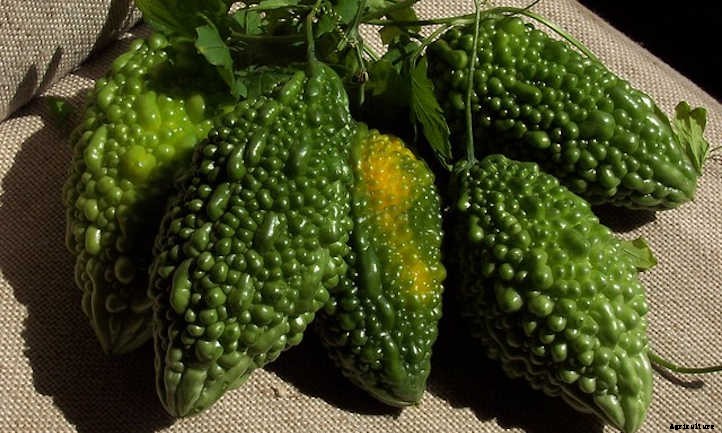 Balsam Pear or Bitter Melon: Crazy Food Vine