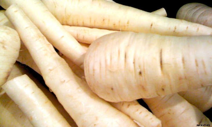 Growing Parsnips, Carrot’s Paler Cousin