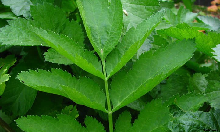 Growing Parsnips, Carrot’s Paler Cousin