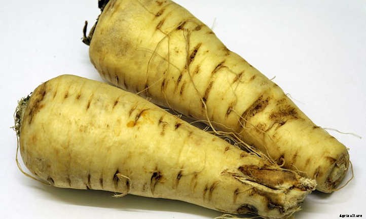 Growing Parsnips, Carrot’s Paler Cousin