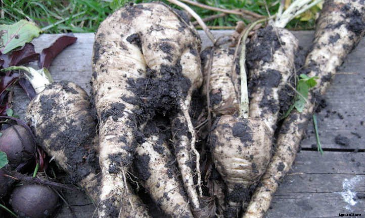 Growing Parsnips, Carrot’s Paler Cousin