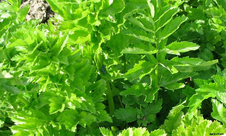 Growing Parsnips, Carrot’s Paler Cousin