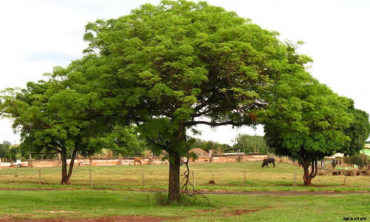 Mango Tree Maintenance: Growing Tropical Treats