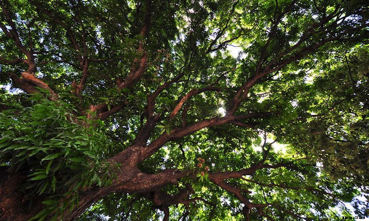 Mango Tree Maintenance: Growing Tropical Treats