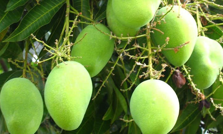 Mango Tree Maintenance: Growing Tropical Treats