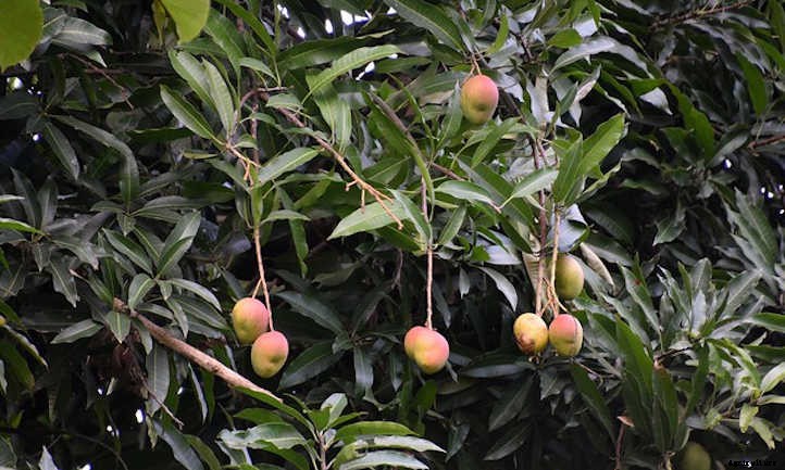 Mango Tree Maintenance: Growing Tropical Treats