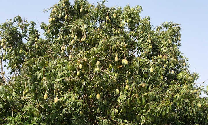 Mango Tree Maintenance: Growing Tropical Treats