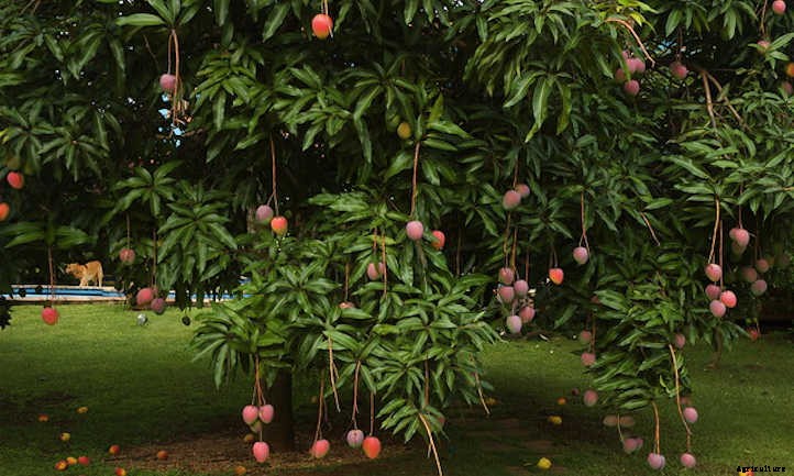 Mango Tree Maintenance: Growing Tropical Treats