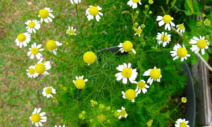 How To Harvest Chamomile For Teas