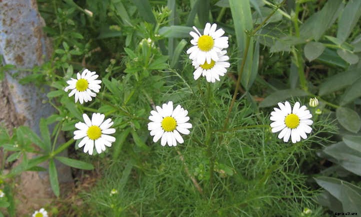How To Harvest Chamomile For Teas