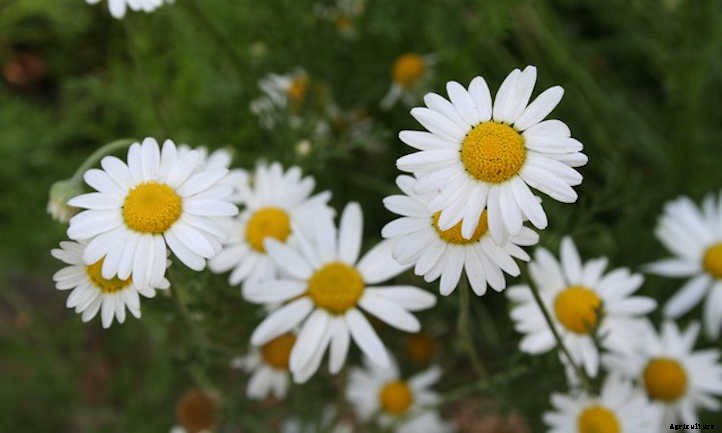 How To Harvest Chamomile For Teas