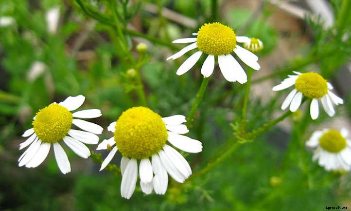 How To Harvest Chamomile For Teas