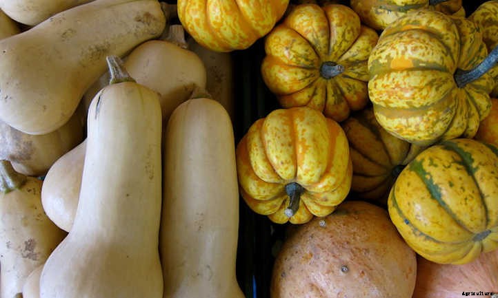How To Store Squash: The Ultimate Guide