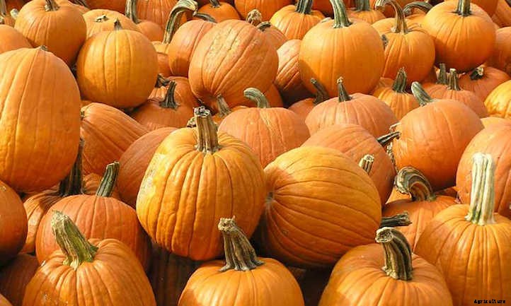 How To Store Squash: The Ultimate Guide