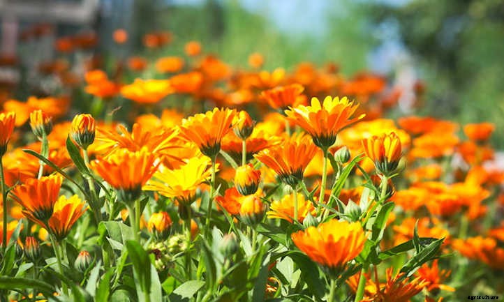Growing Calendula: Bold, Brilliant Edible Flowers