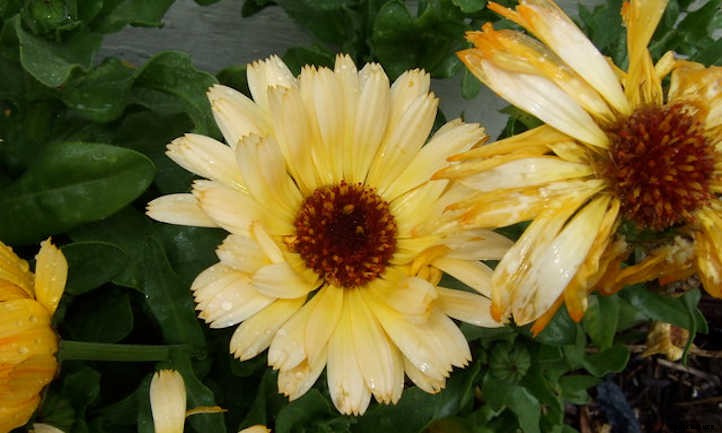 Growing Calendula: Bold, Brilliant Edible Flowers