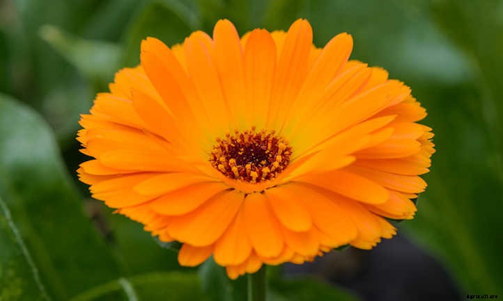 Growing Calendula: Bold, Brilliant Edible Flowers