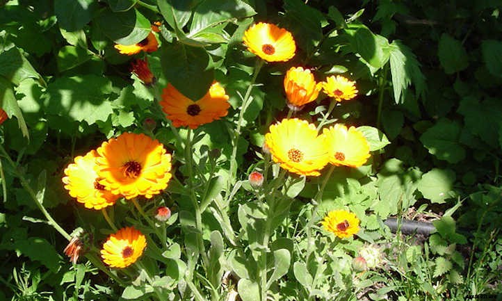 Growing Calendula: Bold, Brilliant Edible Flowers