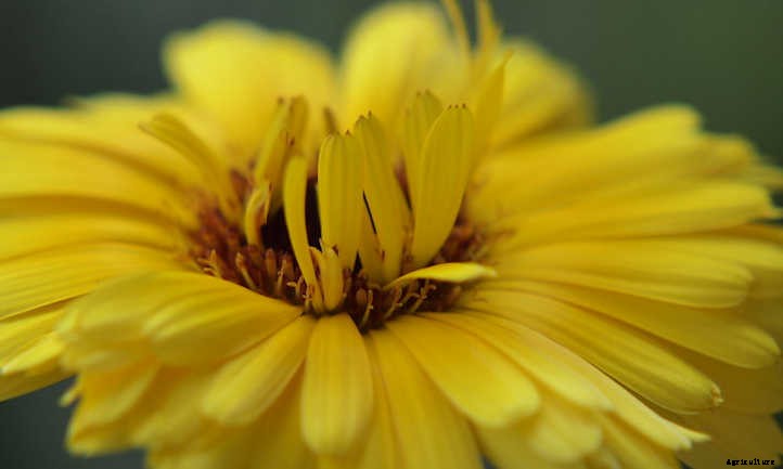 Growing Calendula: Bold, Brilliant Edible Flowers