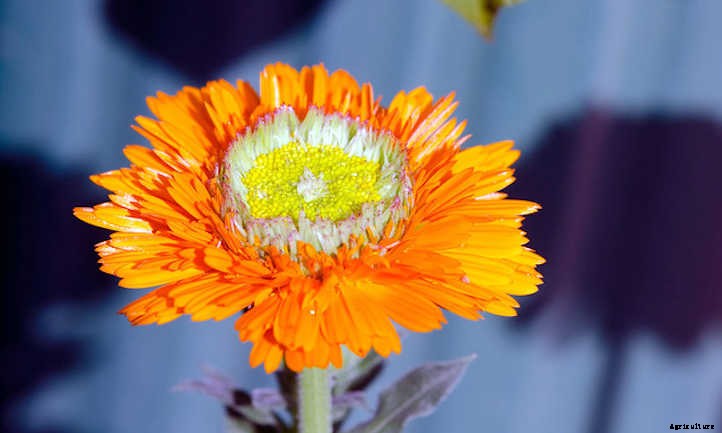 Growing Calendula: Bold, Brilliant Edible Flowers