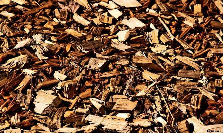 Wood Chip Mulch: Everything You Should Know