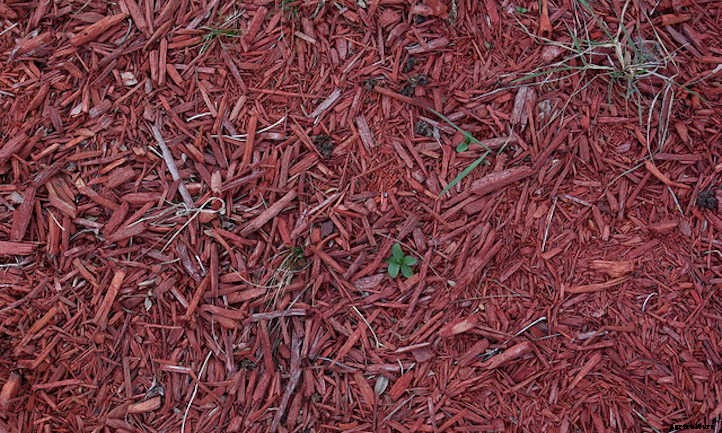 Wood Chip Mulch: Everything You Should Know