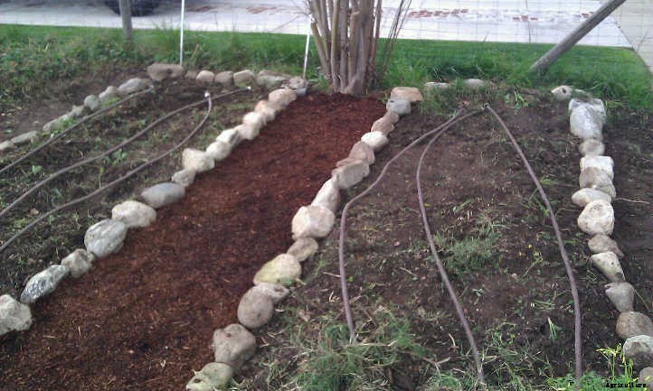 Wood Chip Mulch: Everything You Should Know