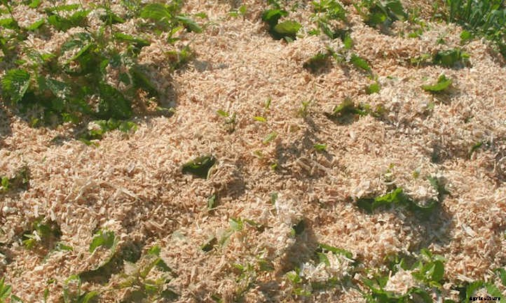 Wood Chip Mulch: Everything You Should Know