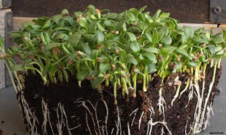 How To Grow Fenugreek Microgreens Fast And Easy