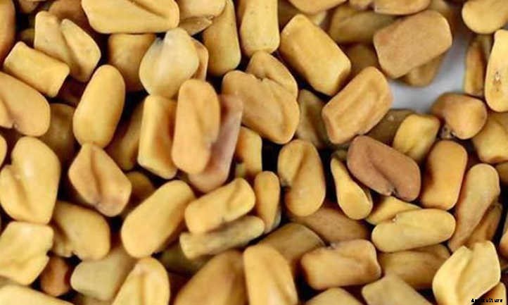 How To Grow Fenugreek Microgreens Fast And Easy