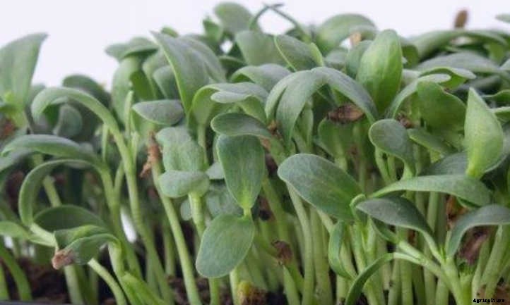 How To Grow Fenugreek Microgreens Fast And Easy
